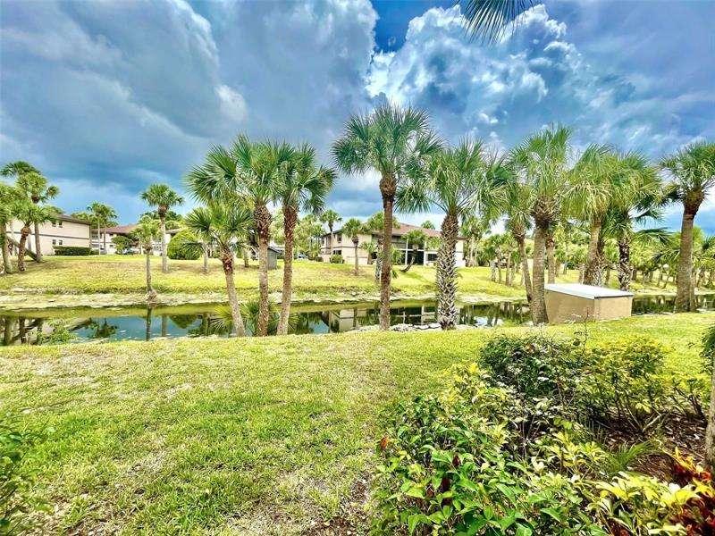 Palm trees in Southwest Florida by many senior estates.